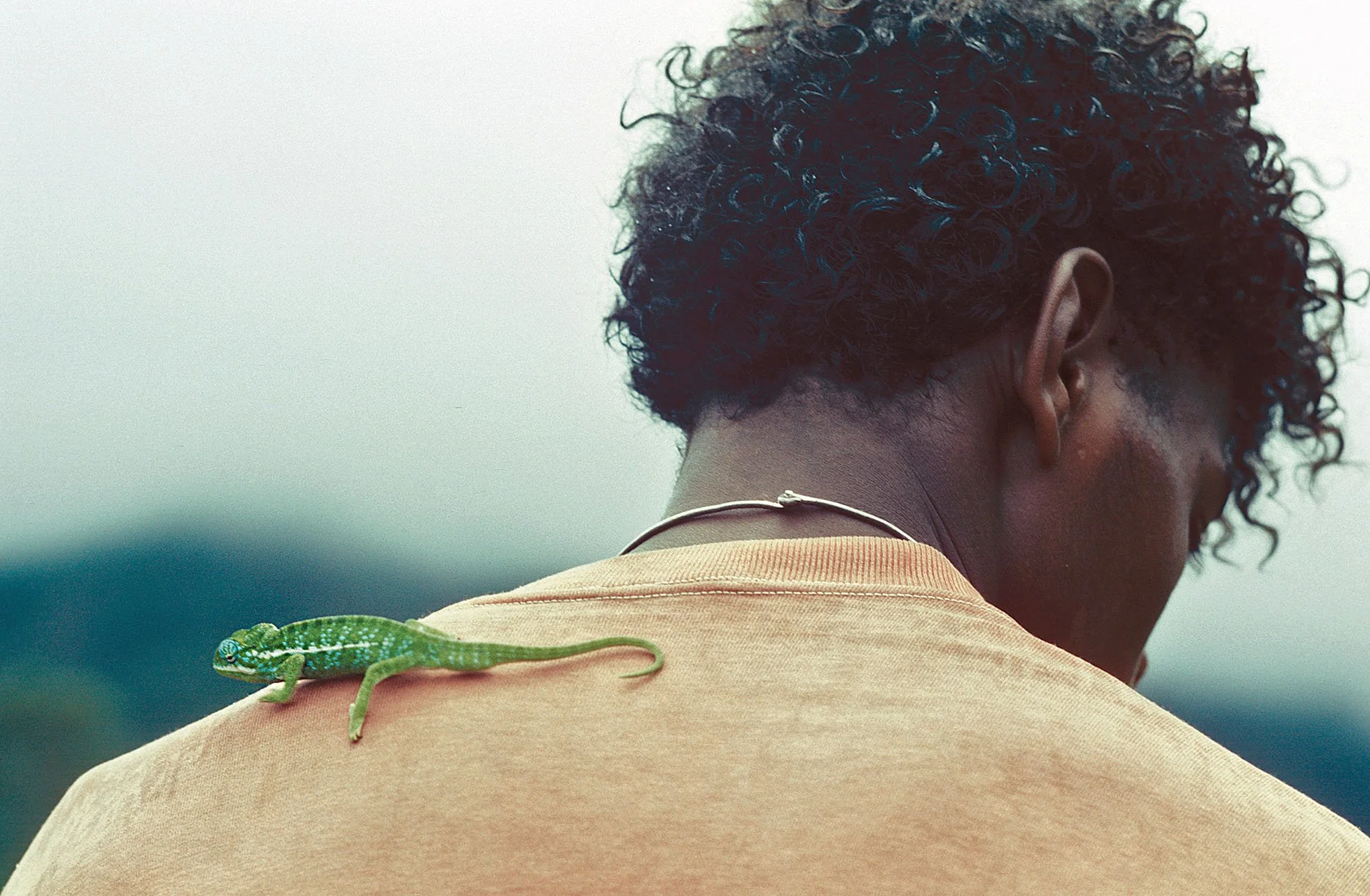 Madagascar_1993_Caméléon.jpg