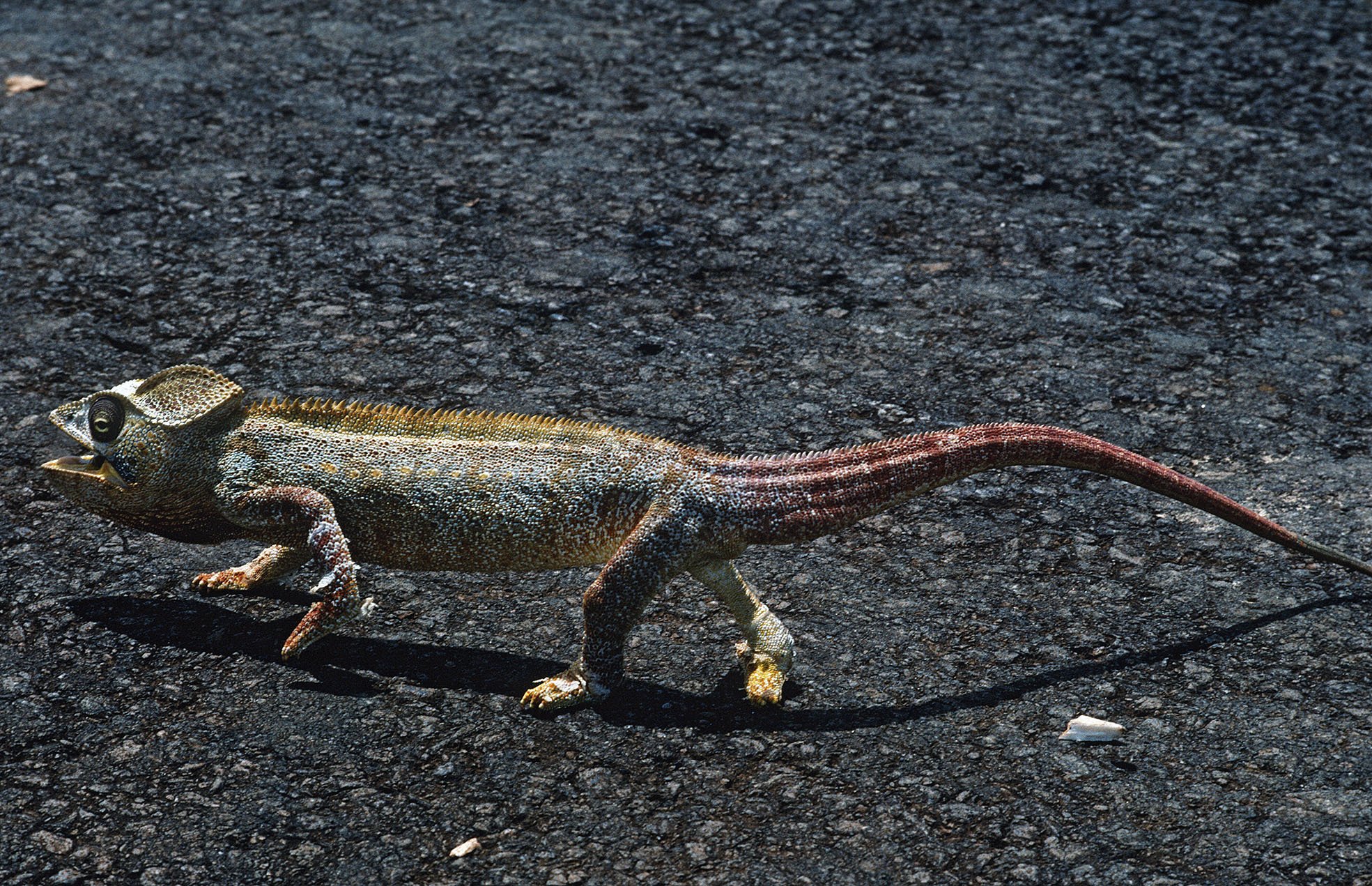 Madagascar_1993_Diego_Caméléon.jpg
