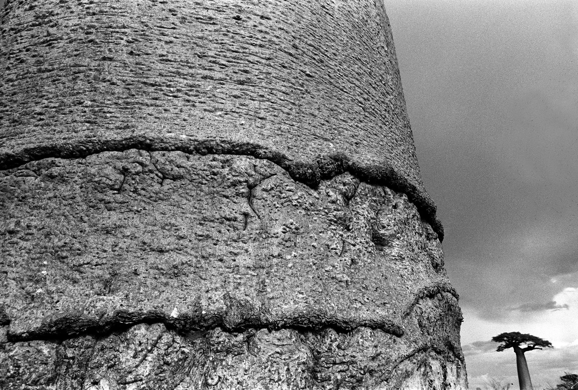 Madagascar_1993_NB_Morondava_Baobab2.jpg