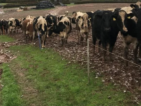 Outwintering of livestock.jpg