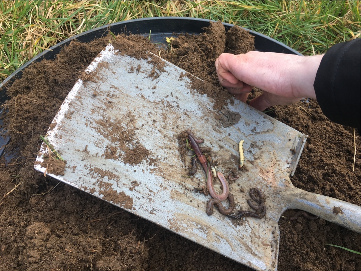 Worm on spade.png