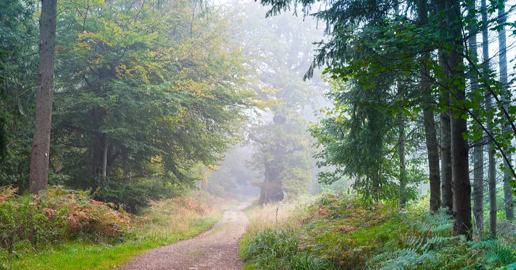 Savernake trees.jpg