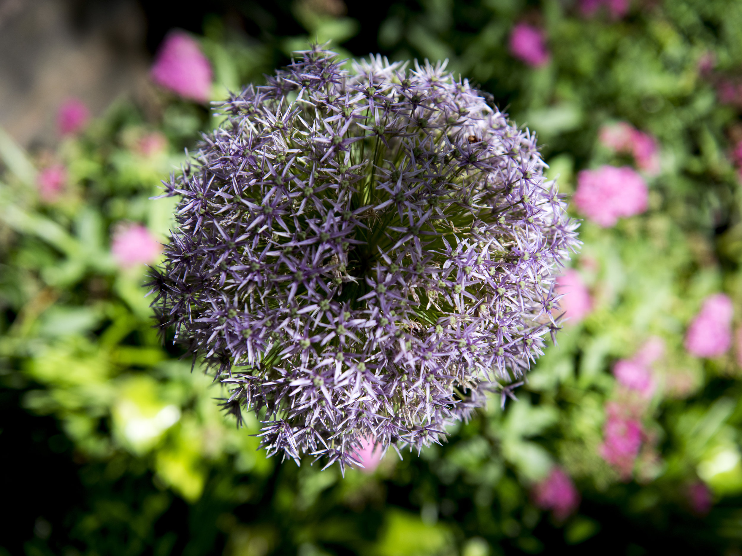 Brook Landscape Gardens Chelsea 23rd