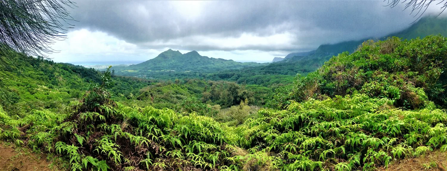 Maunawili+Trail.jpg