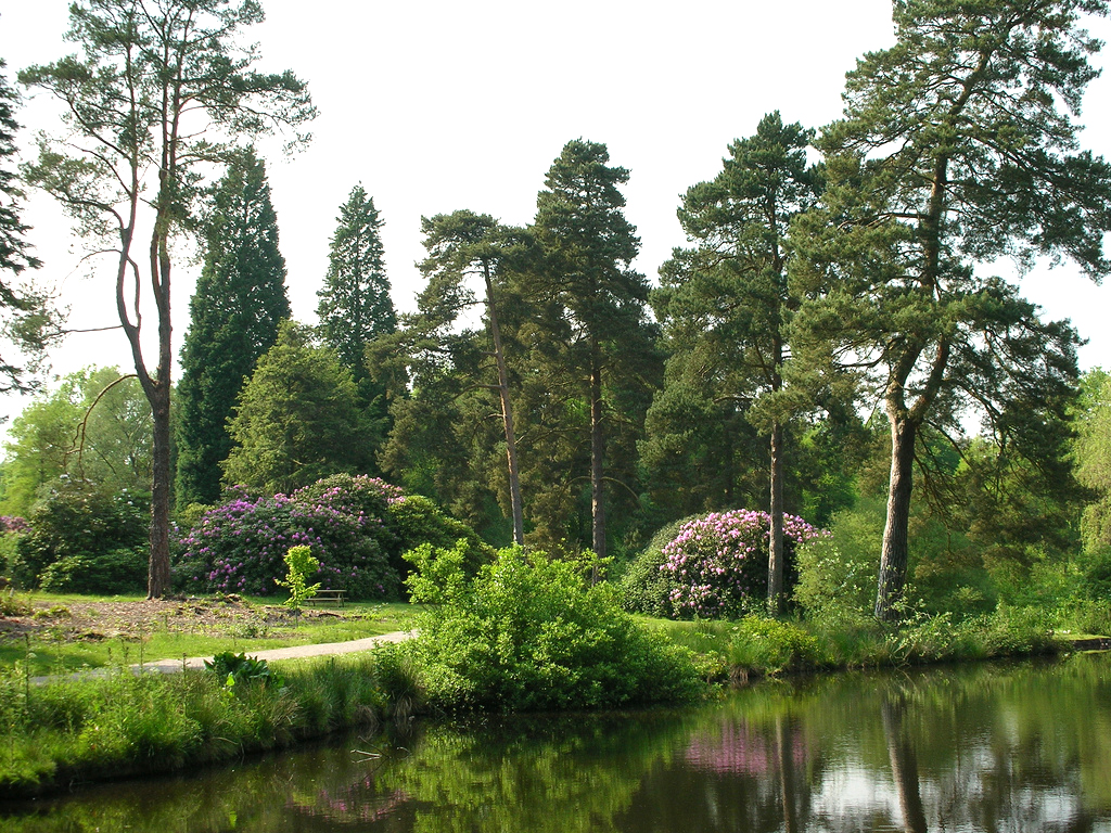 A sample of the vast conifer collection.