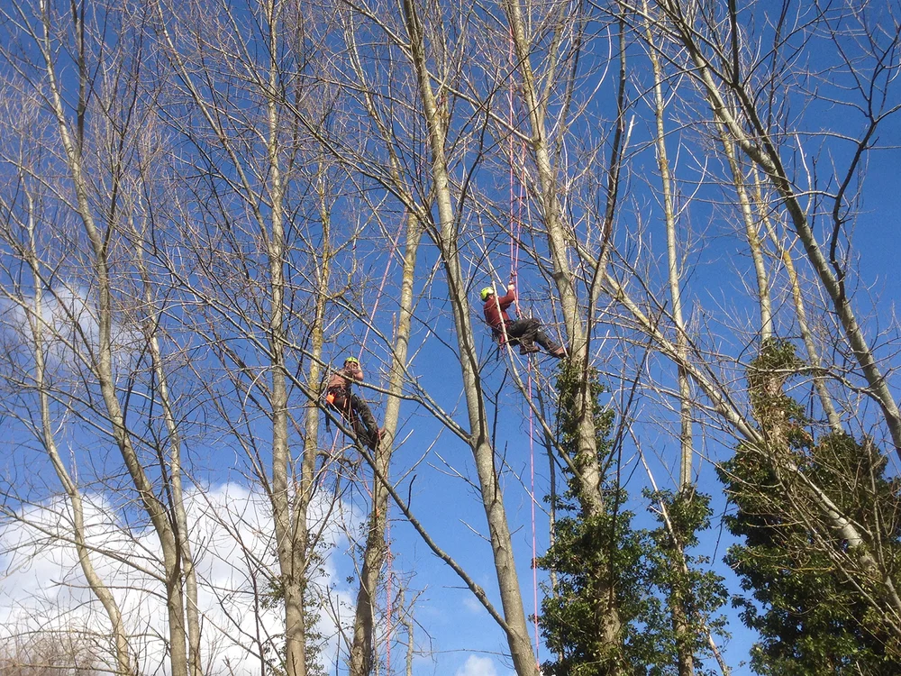 Case studies | Down to Earth Trees Ltd