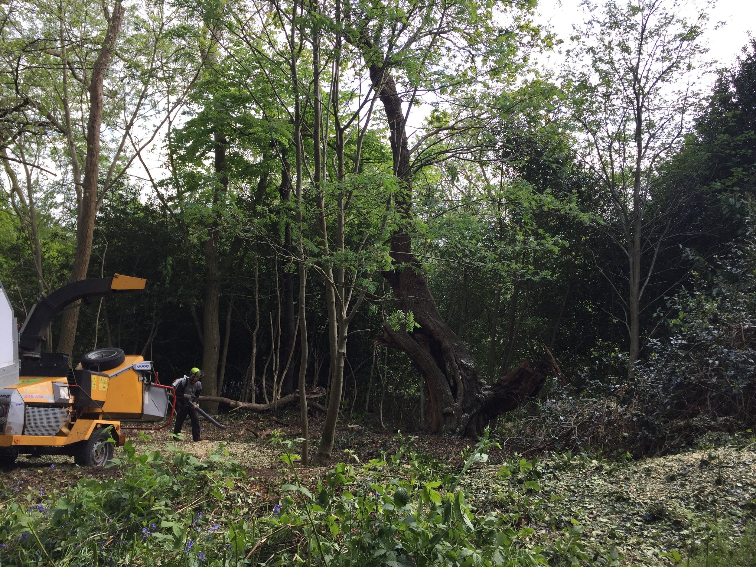 Halo release work around veteran Oak