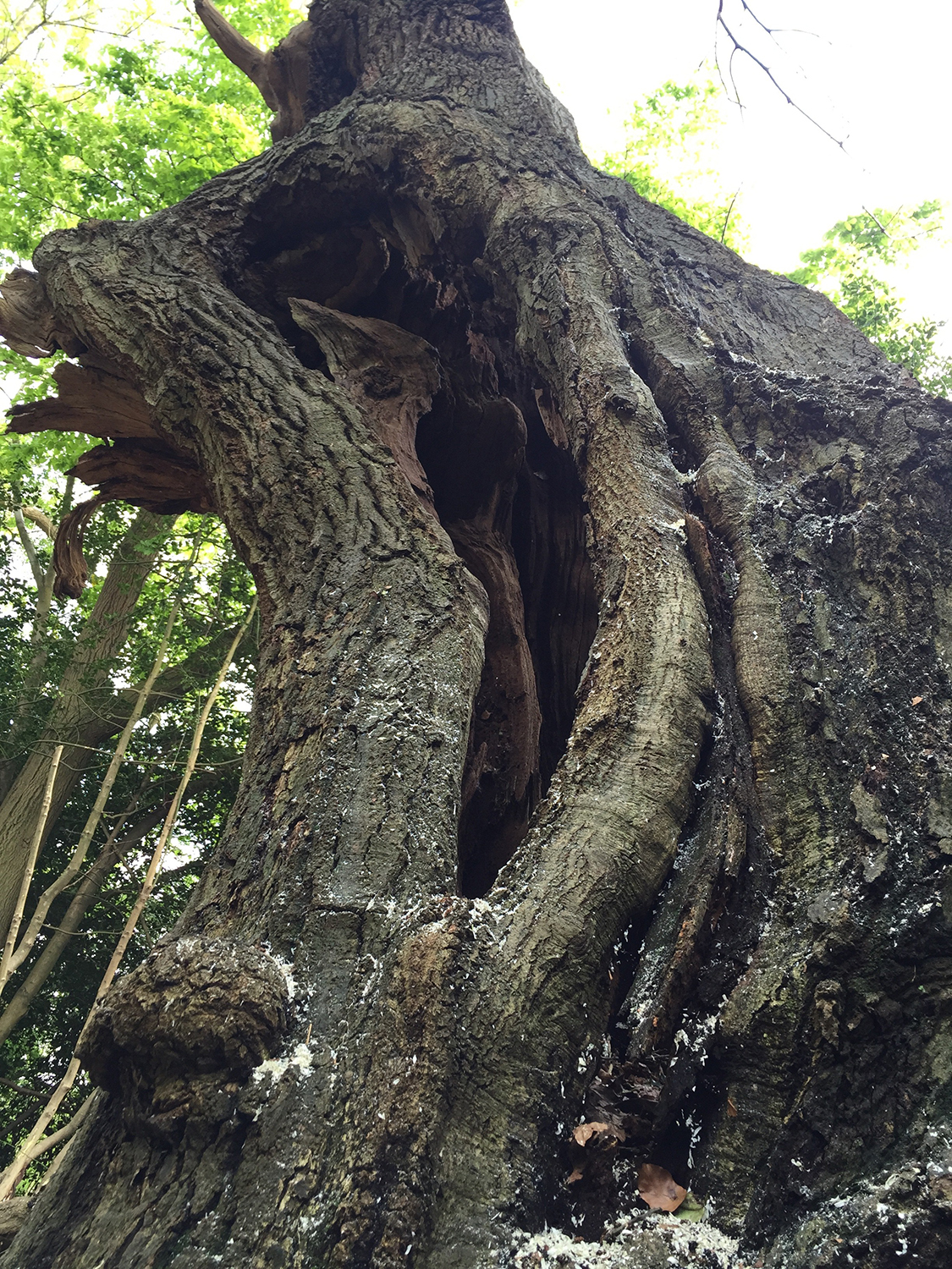 Large area of bolling on Oak stem