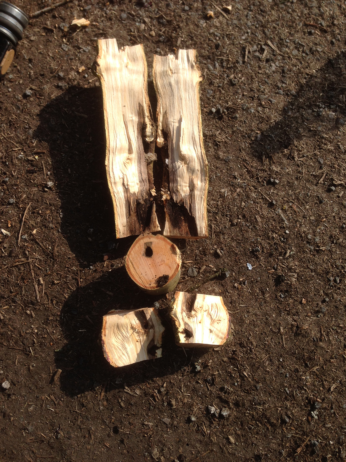 Goat moth samples inspected closer at ground level