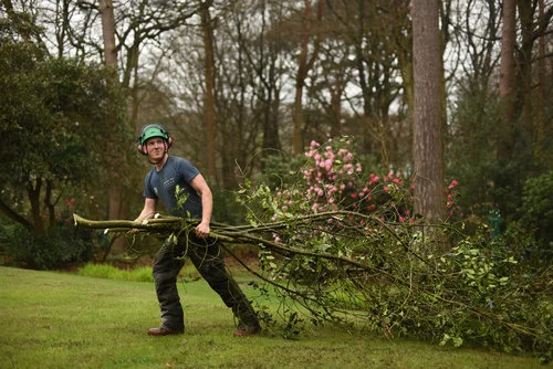 Essex-tree-surgeon.png
