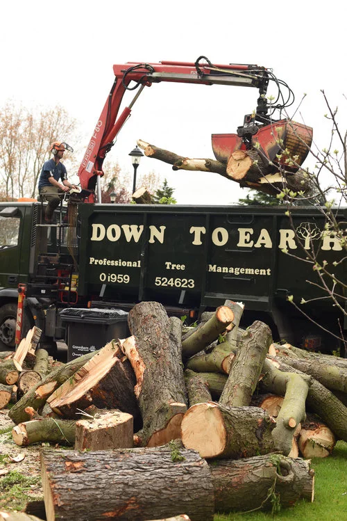 Clapham-tree-management-services.png