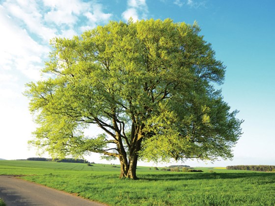 TreeID-beech01.jpg