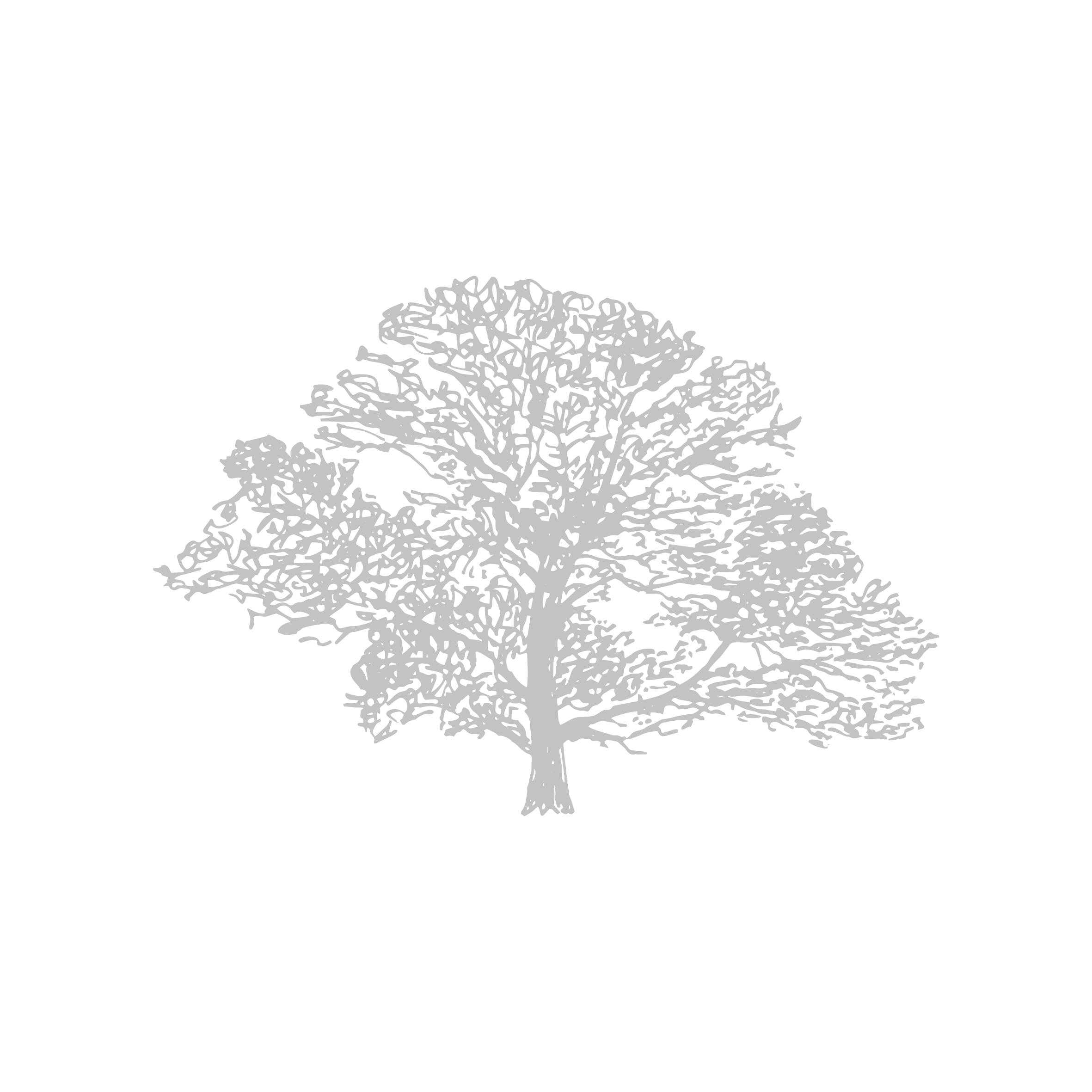 Down To Earth illustration 4_Silver Birch.png
