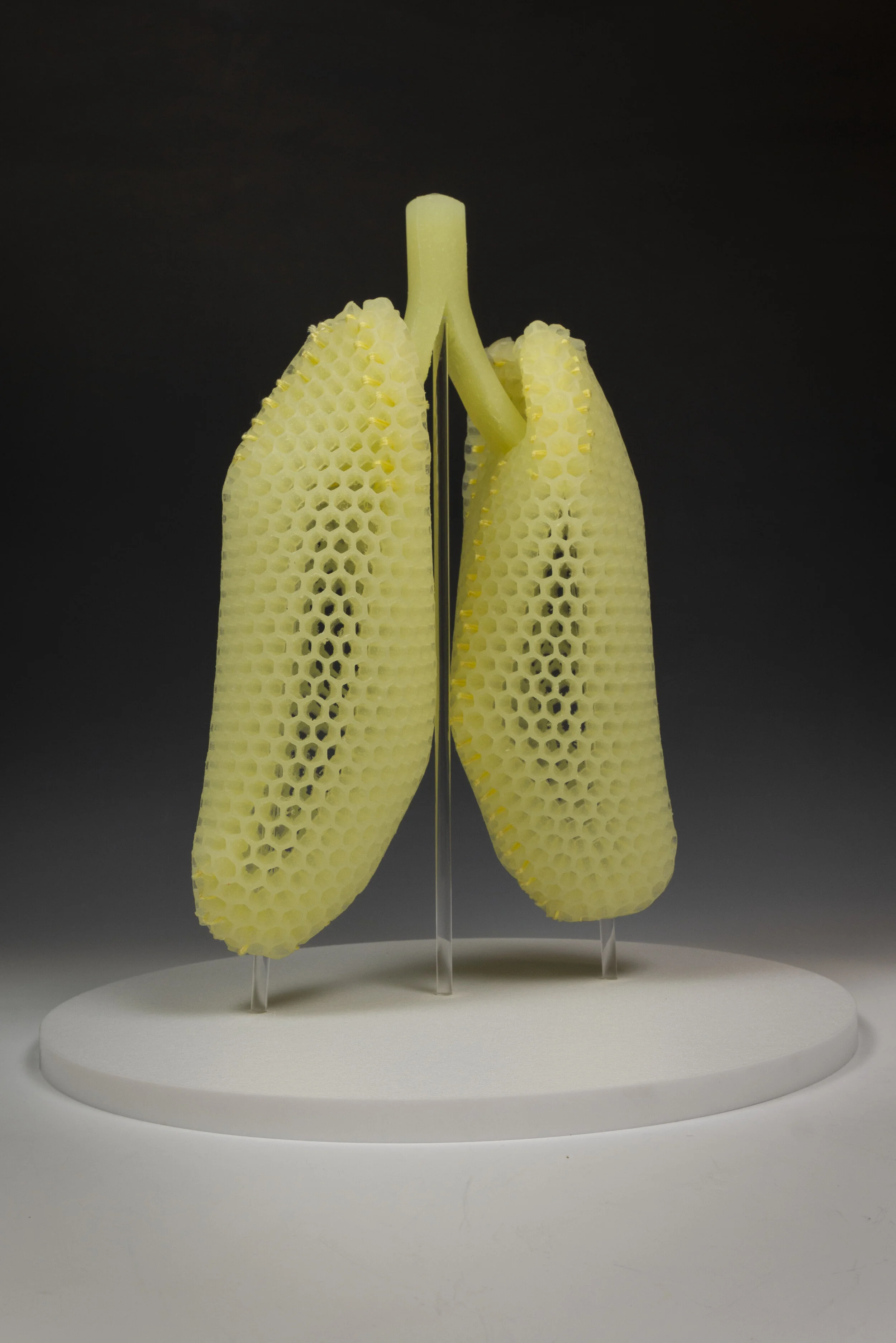 Biomimetic Breath (Lungs) 2.jpg