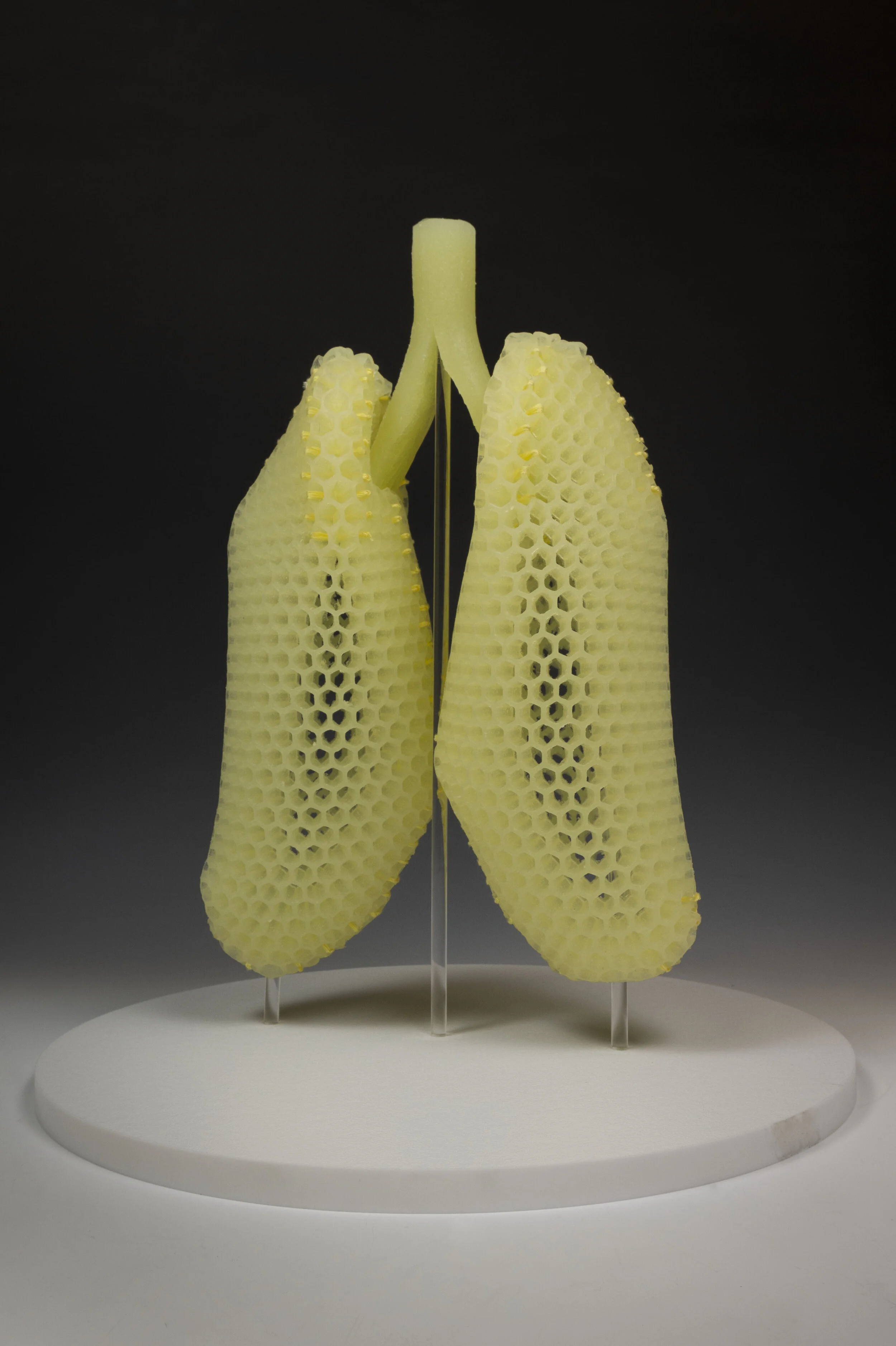 Biomimetic Breath (Lungs) 3.jpg