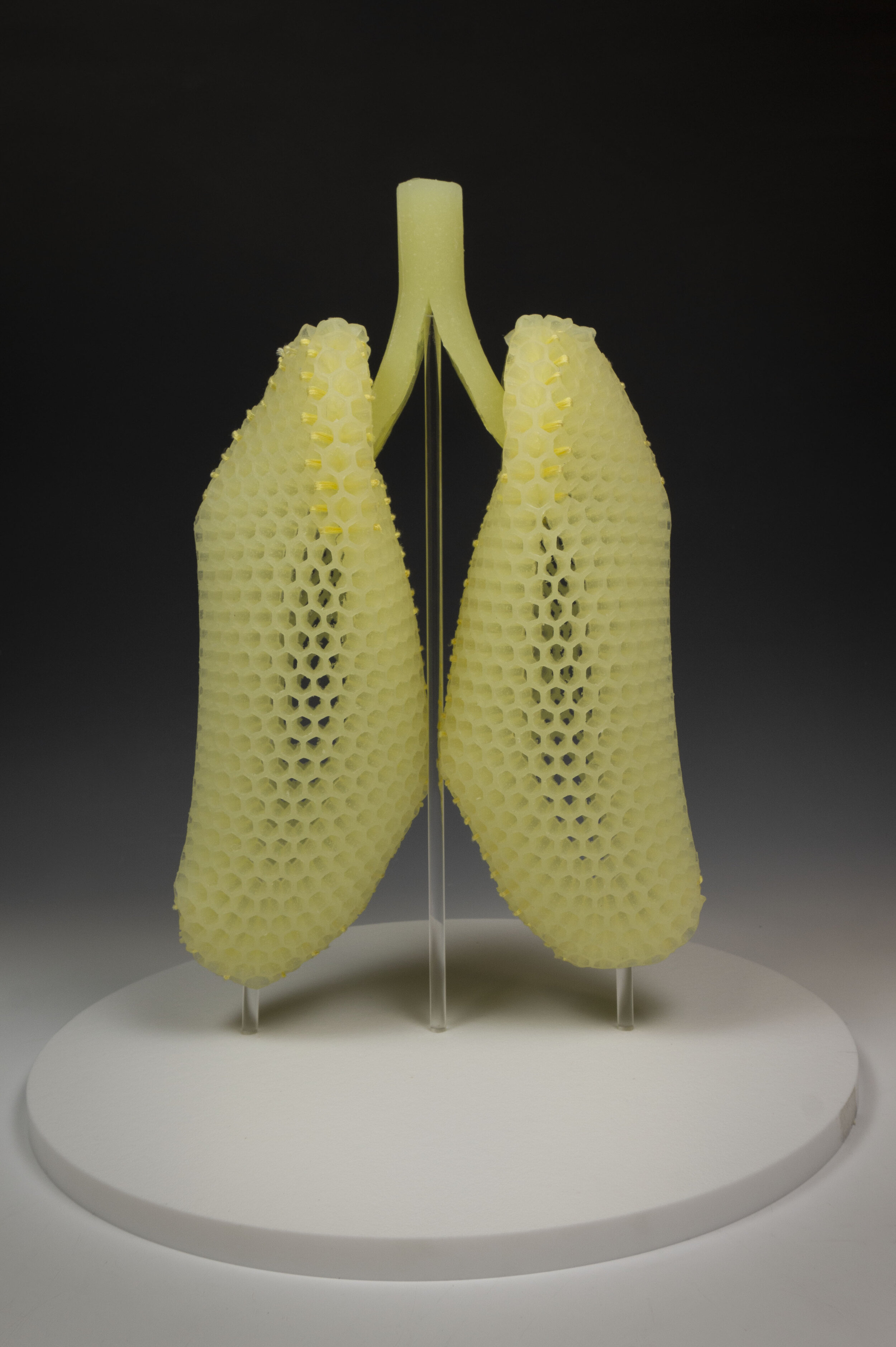 Biomimetic Breath (Lungs) 4.jpg
