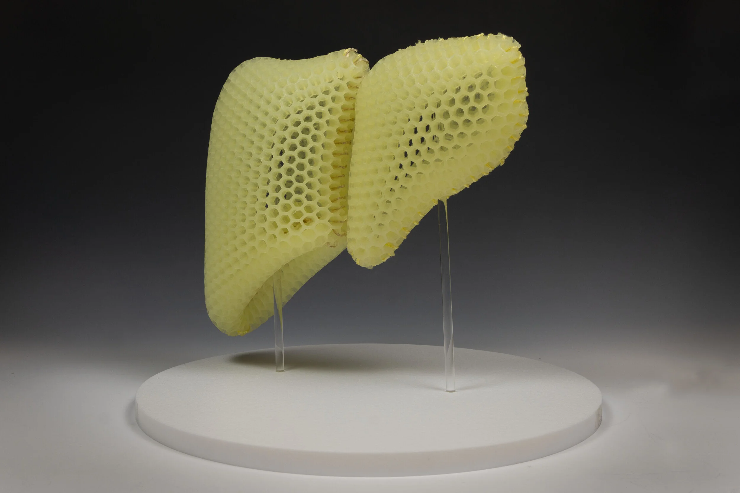 Biomimetic Equilibrium (Liver) 3.jpg