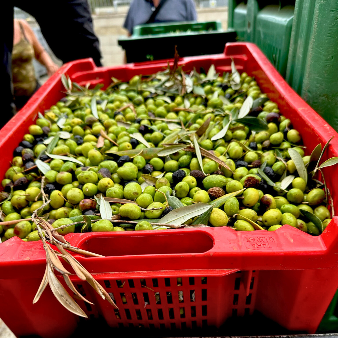 Summer Of Olive Oil: Meet Accademia Oleria’s Gran Riserva - Fruttato Verde