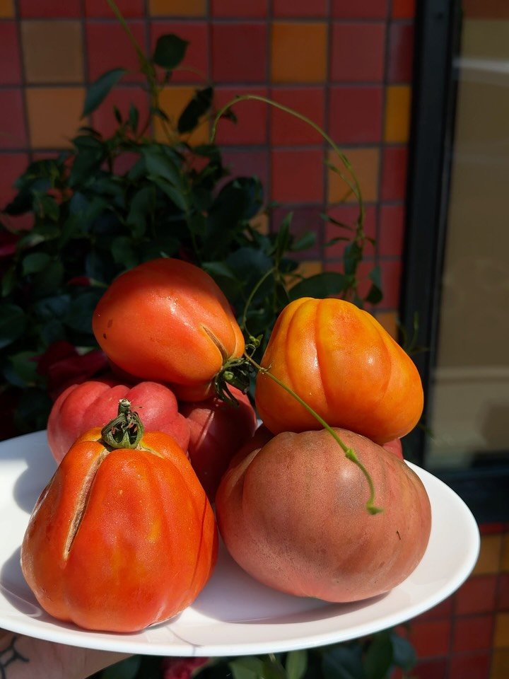 We&rsquo;re in late summer mode &amp; that means writing love letters to the best &amp; brightest ingredients of the season 🍅 🌿 

Exhibit A: This week&rsquo;s risotto special with zucchini, heirloom tomatoes, basil pine-nut pesto, ricotta soprafina