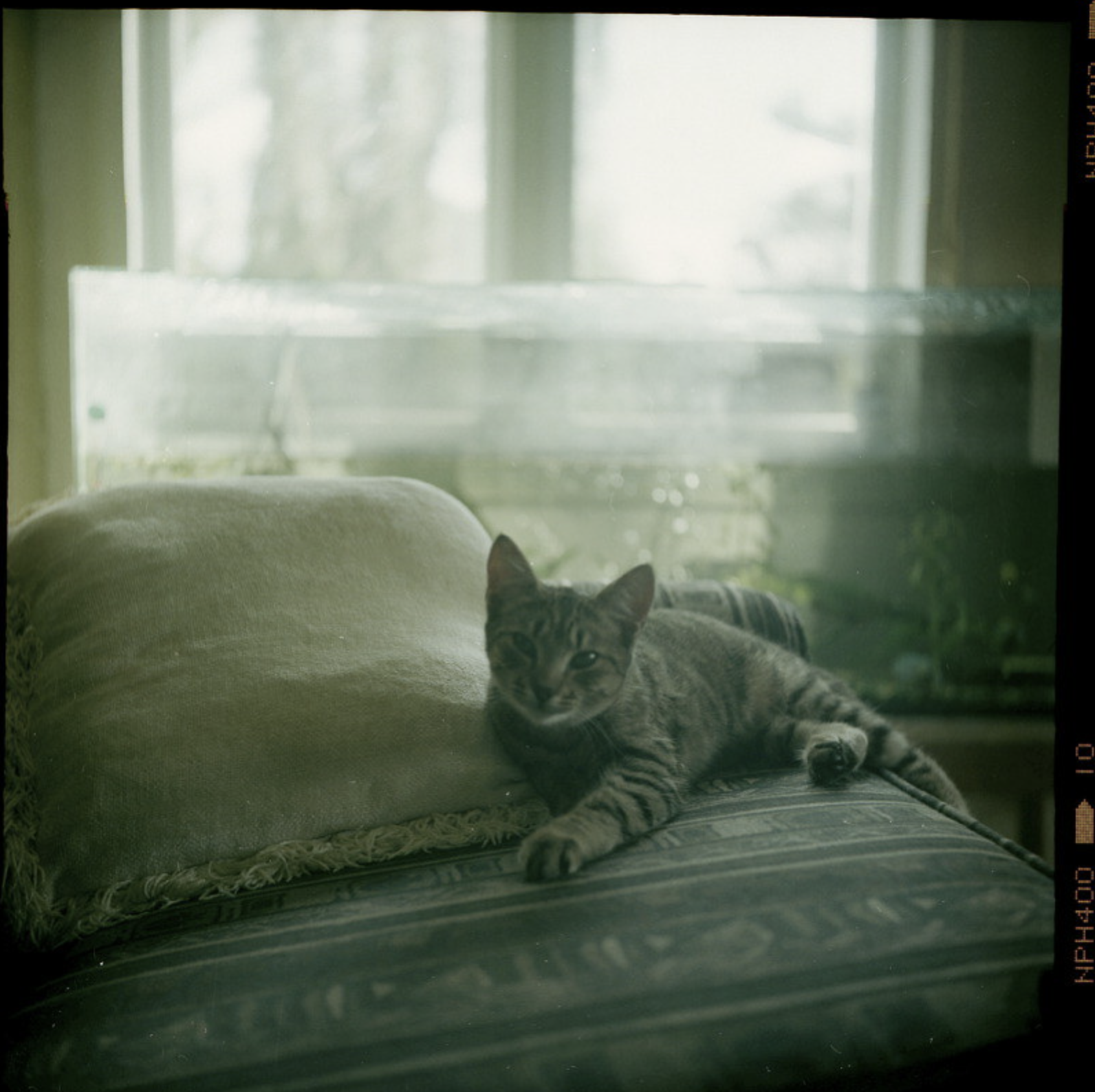 bird_photoarchive at 11.02.11.png