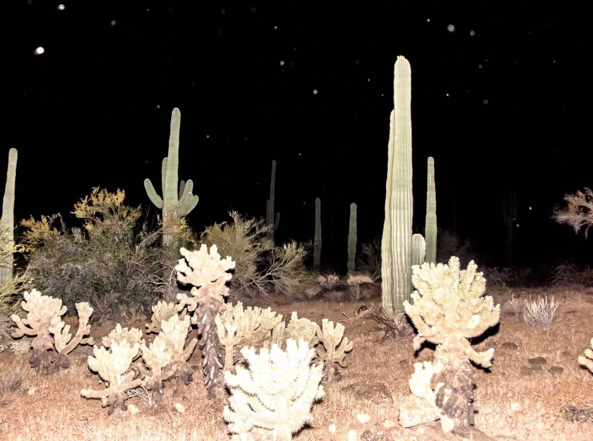 Sonoran Desert, 2014.