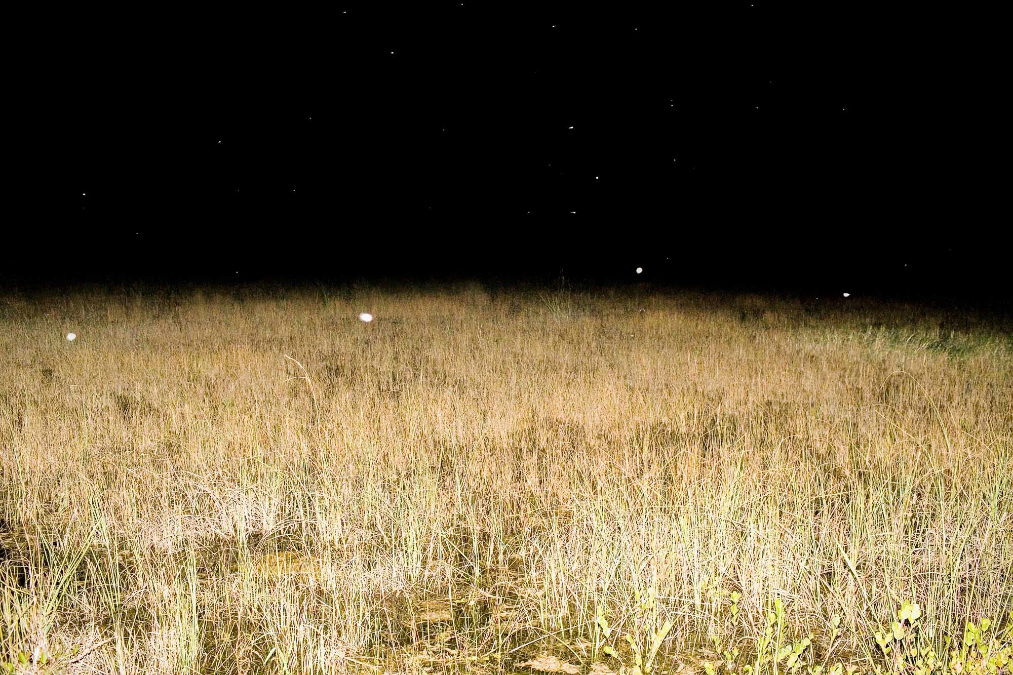Everglades, 2006.