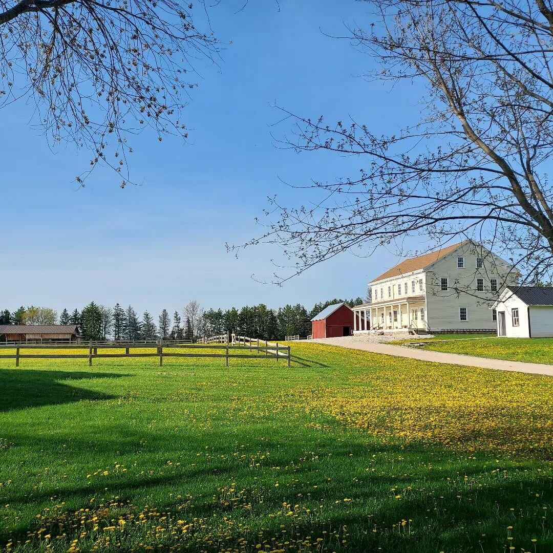 A field of gold in front of the historic Meeme House.