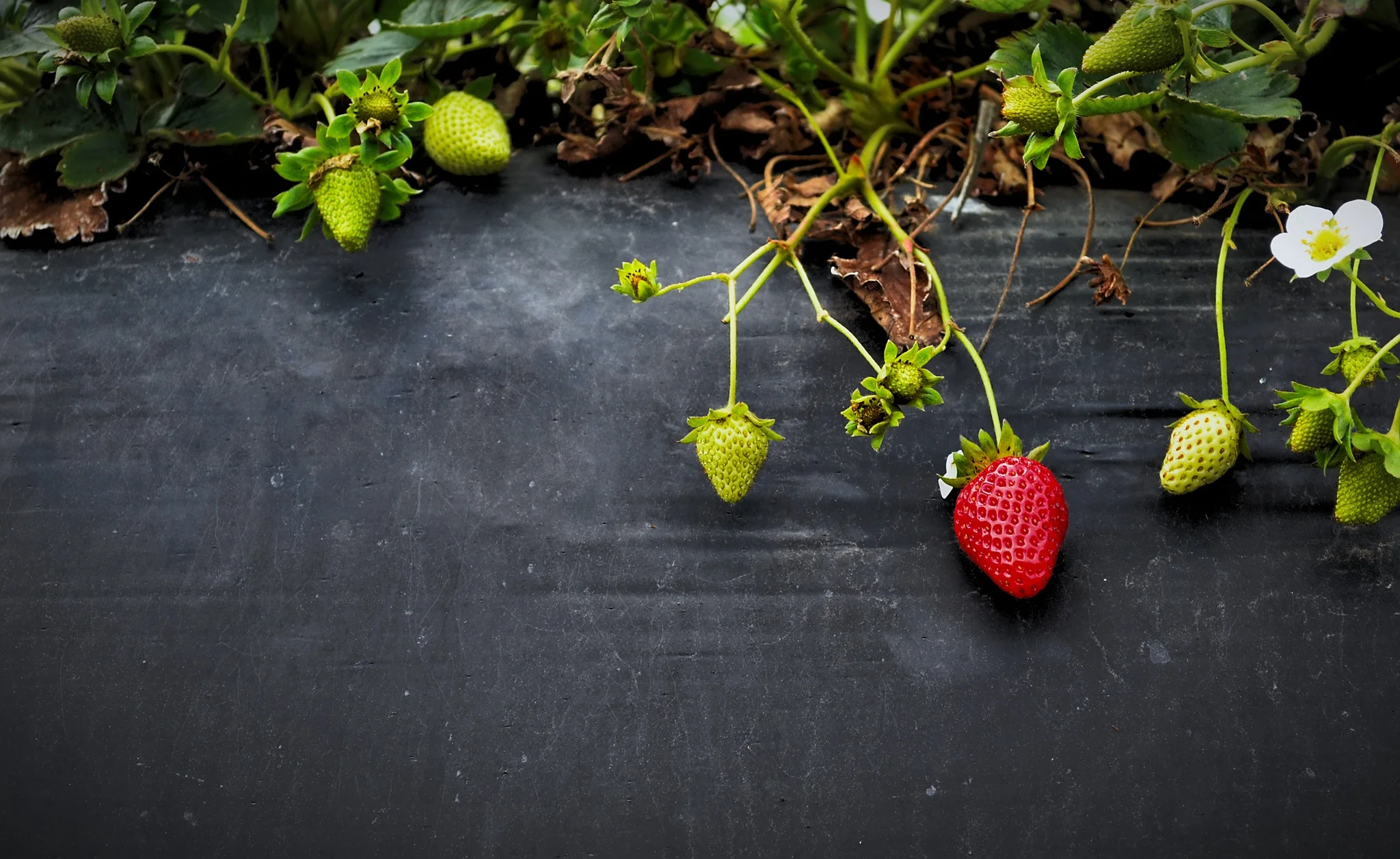 Are You A Fool For Superfoods?