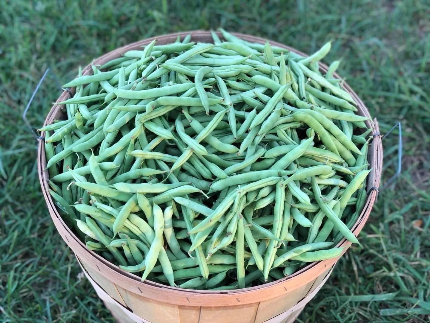 beans.jpg