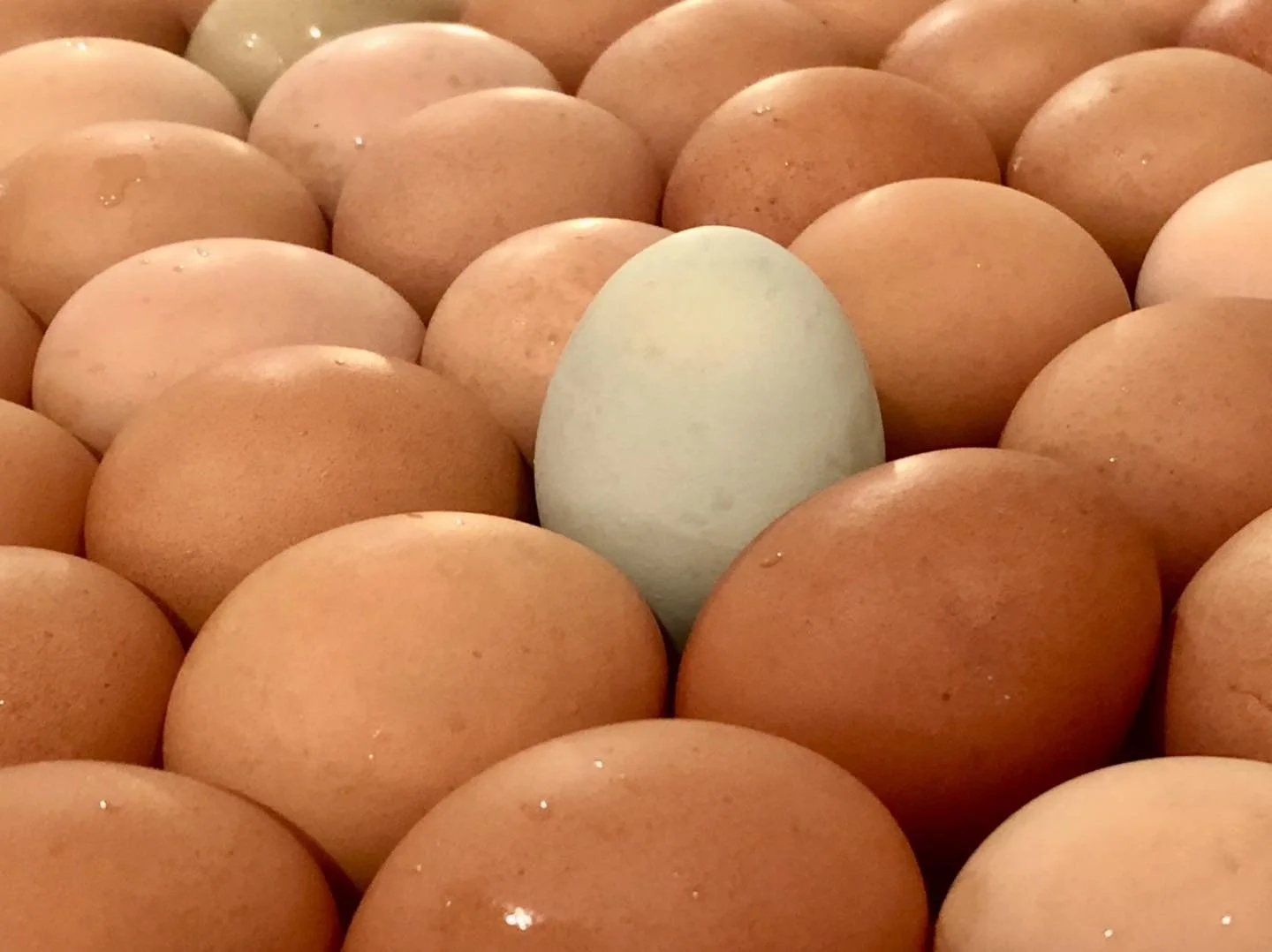 eggs.jpg