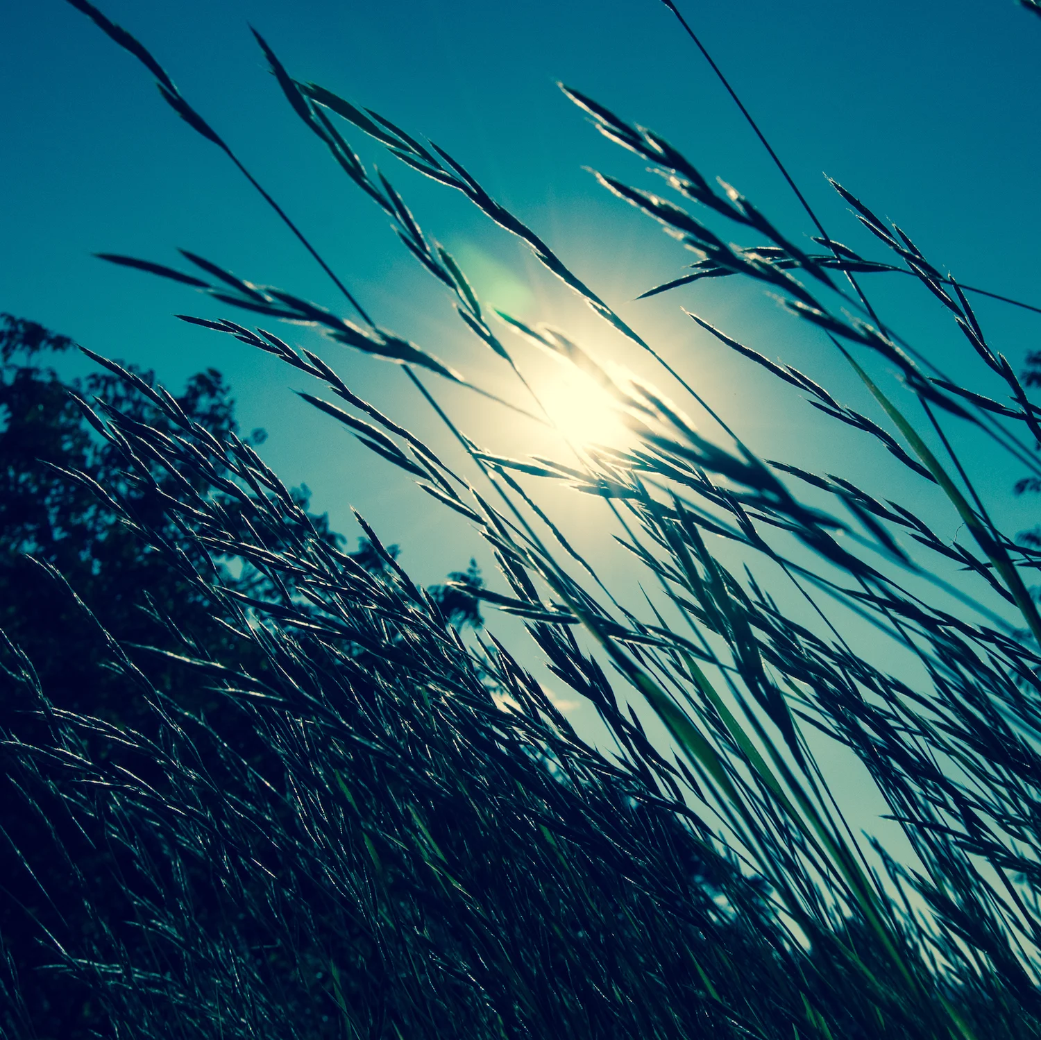 Bluegrasses_square.jpg