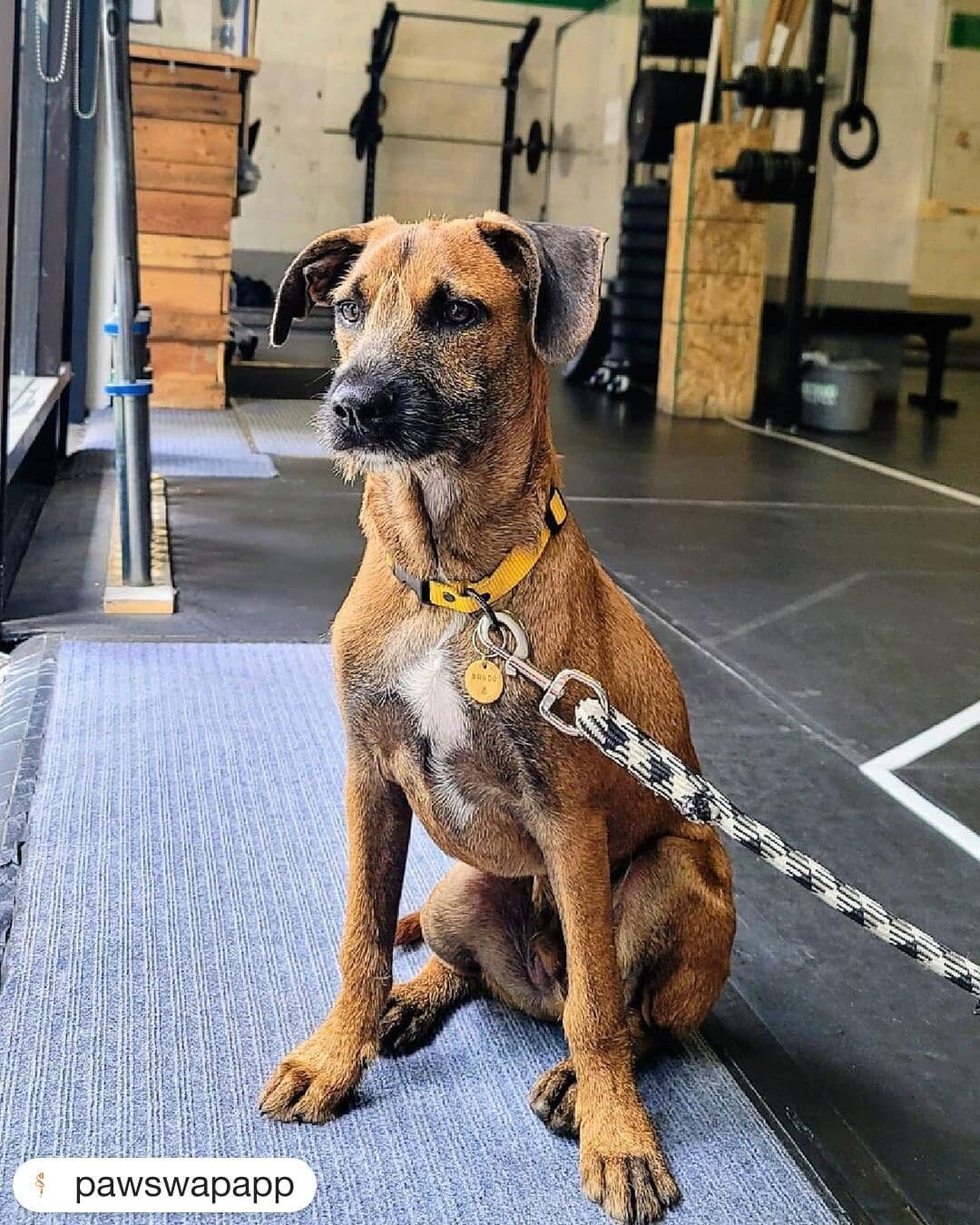 www.rncty.ca/join

#Repost @pawswapapp
・・・
Mustering up the motivation to go to the gym can be hard, especially when you have to leave your pup behind!
⠀⠀⠀⠀⠀⠀⠀⠀⠀
If you&rsquo;re looking for a new gym that is dog-friendly with various fitness classes 