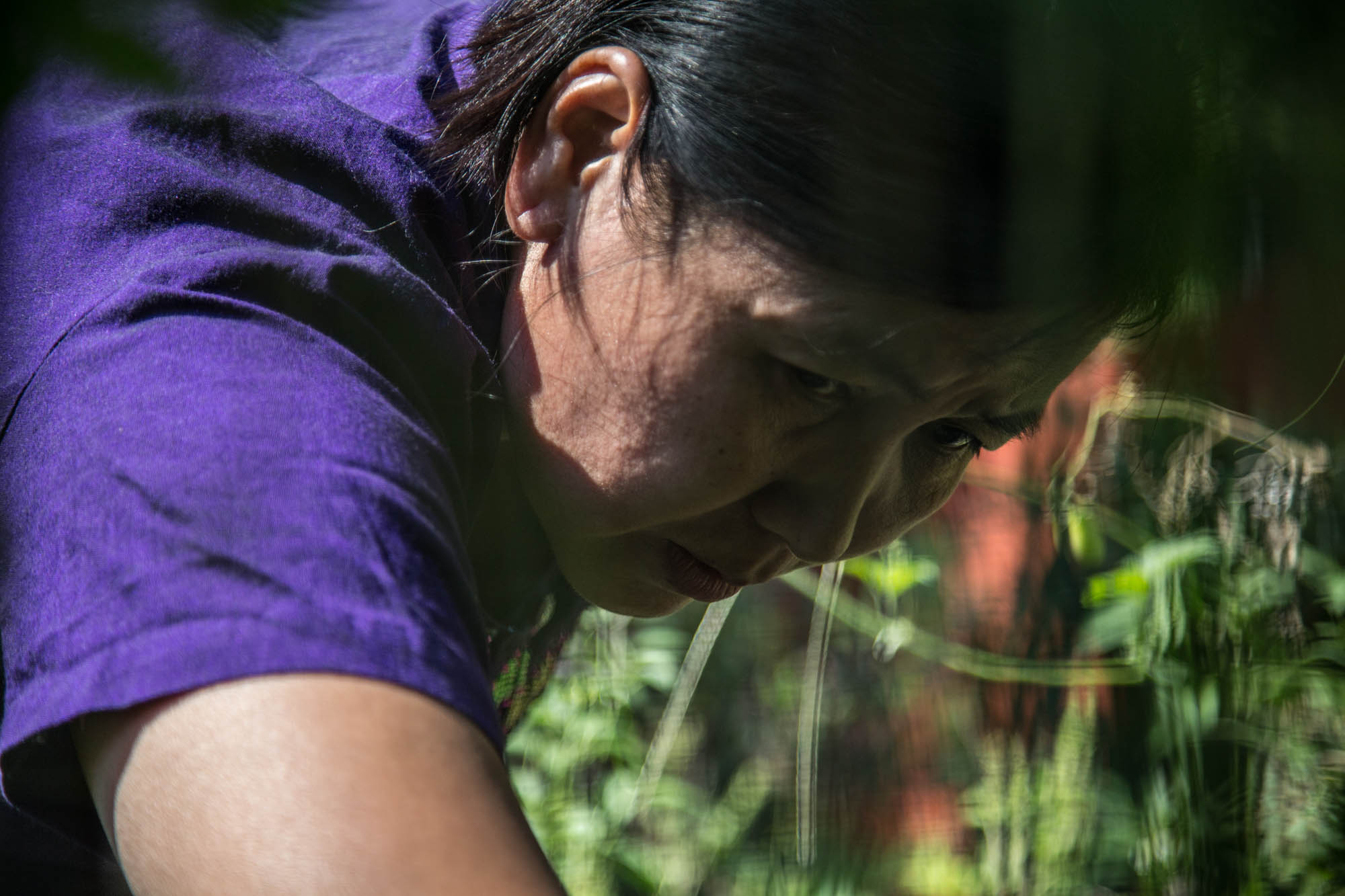 Lwin picks vegetables in her backyard garden for the families dinner. She had seeds sent over from Myanmar, and now grows traditional crops. The garden is one of the ways that she continues on her practice with farming, as her parents were farmers and she grew up farming in Myanmar. “We produce too much food to eat,” she said. “We usually have to give some away to our neighbors.”