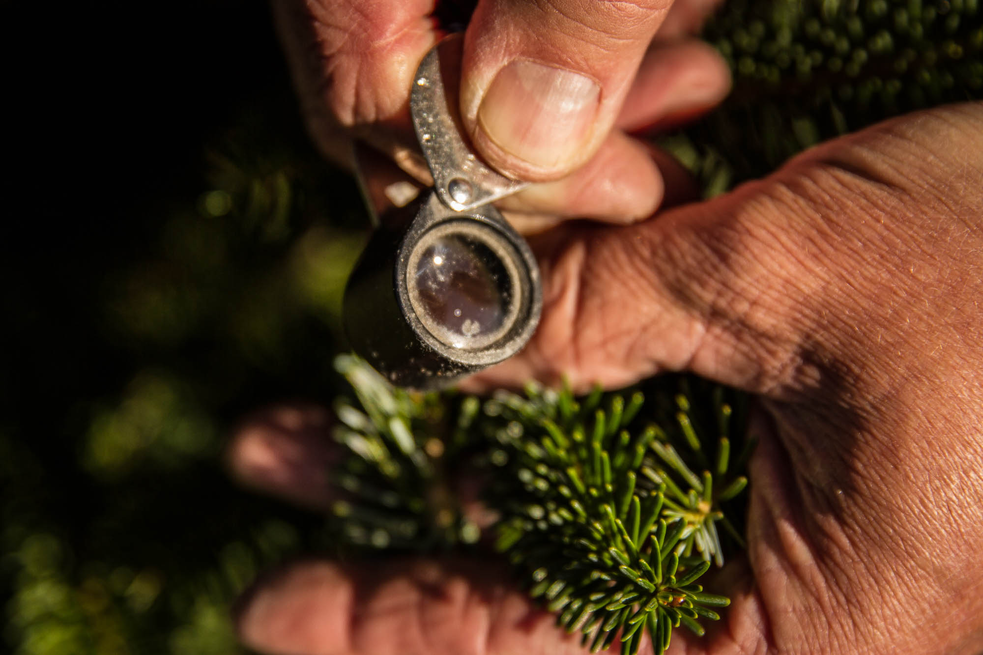 Owens examines a Christmas tree through a pocket magnifying glass, looking for a specific type of pest. These pests control where the trees can be shipped and sold, as well as how the tree looks.