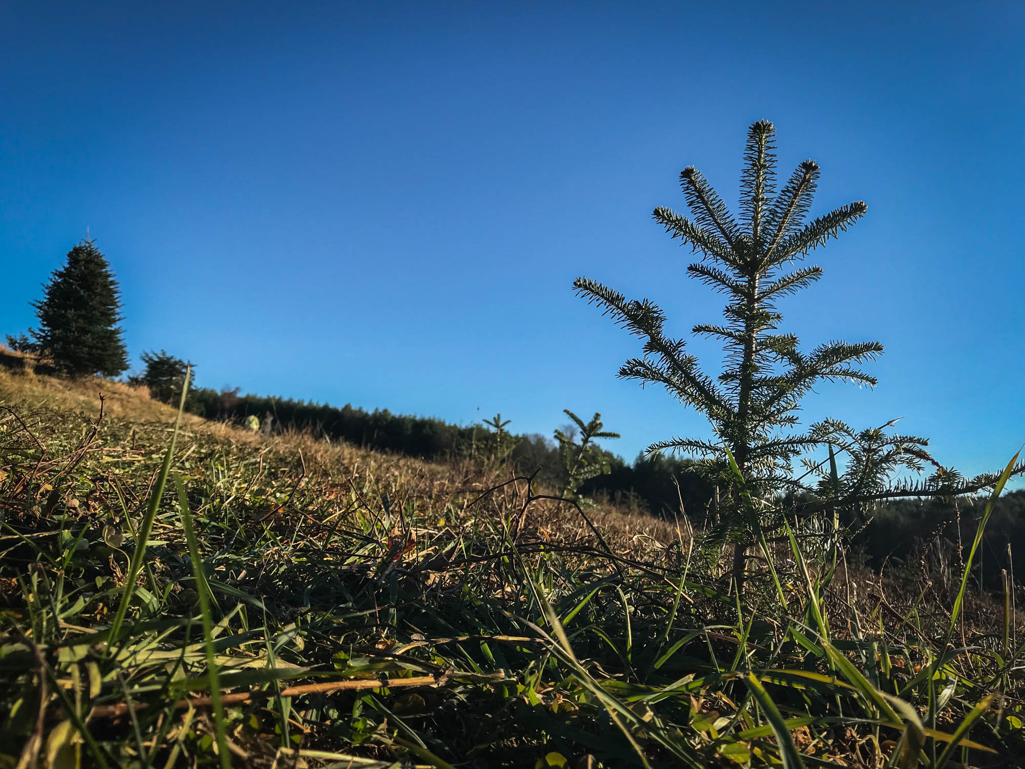The Maines have recently planted seedlings, as shown here. They will have to wait 4-5 years for these seedlings to become the height that most people want for decorating.