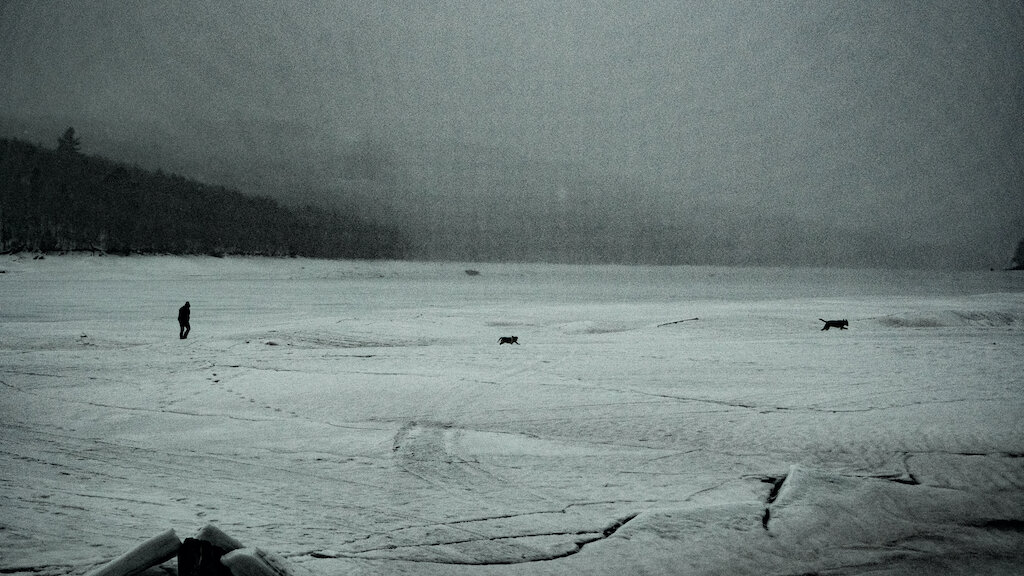 Man Walking Dogs on Lake Whittingham.DSC06800 copy.jpg