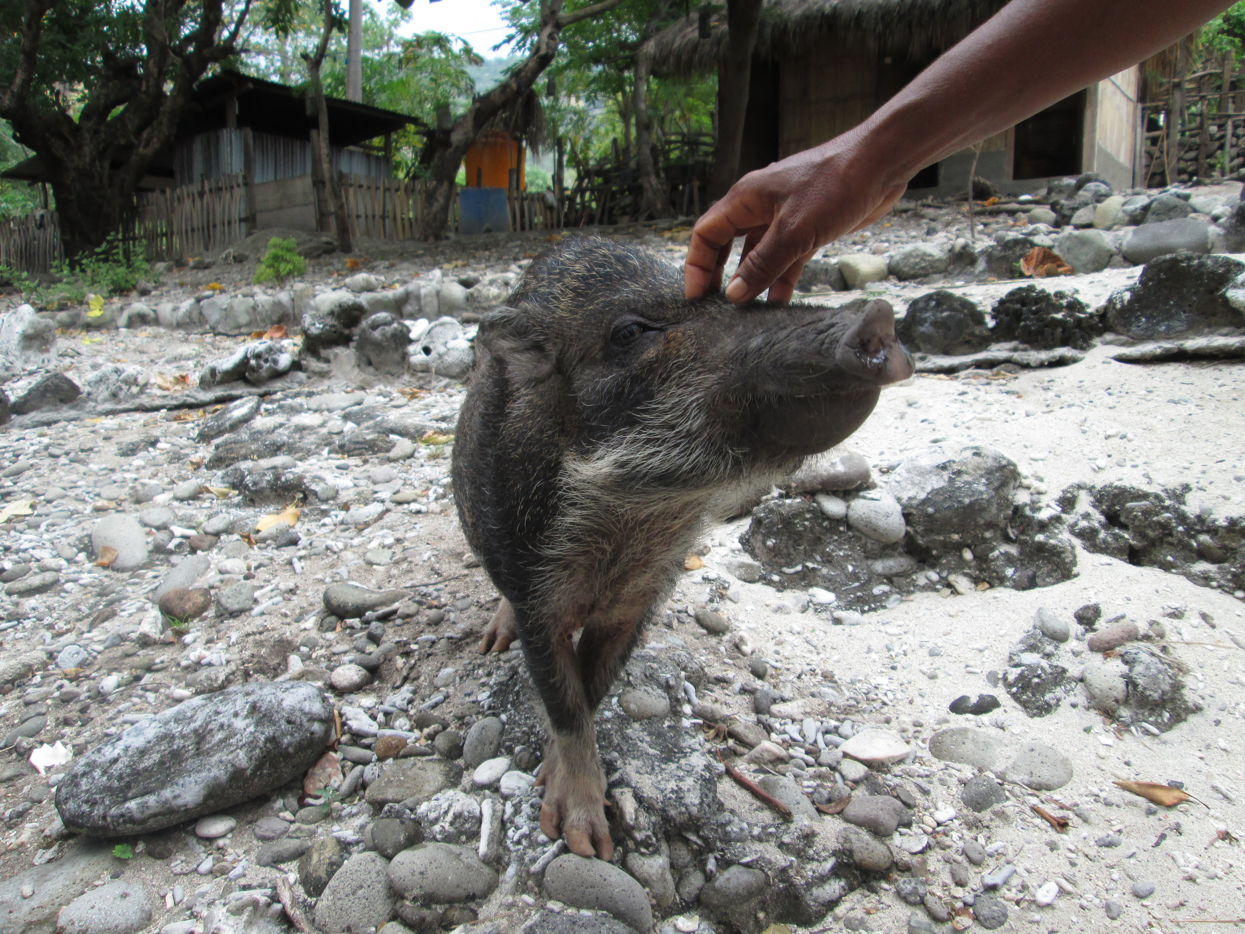 Wild pig of Timor-Leste
