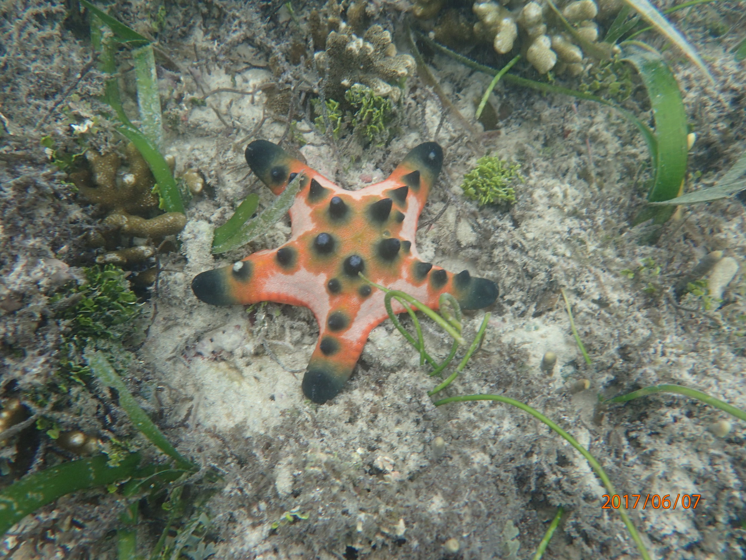 Chocolate chip sea star