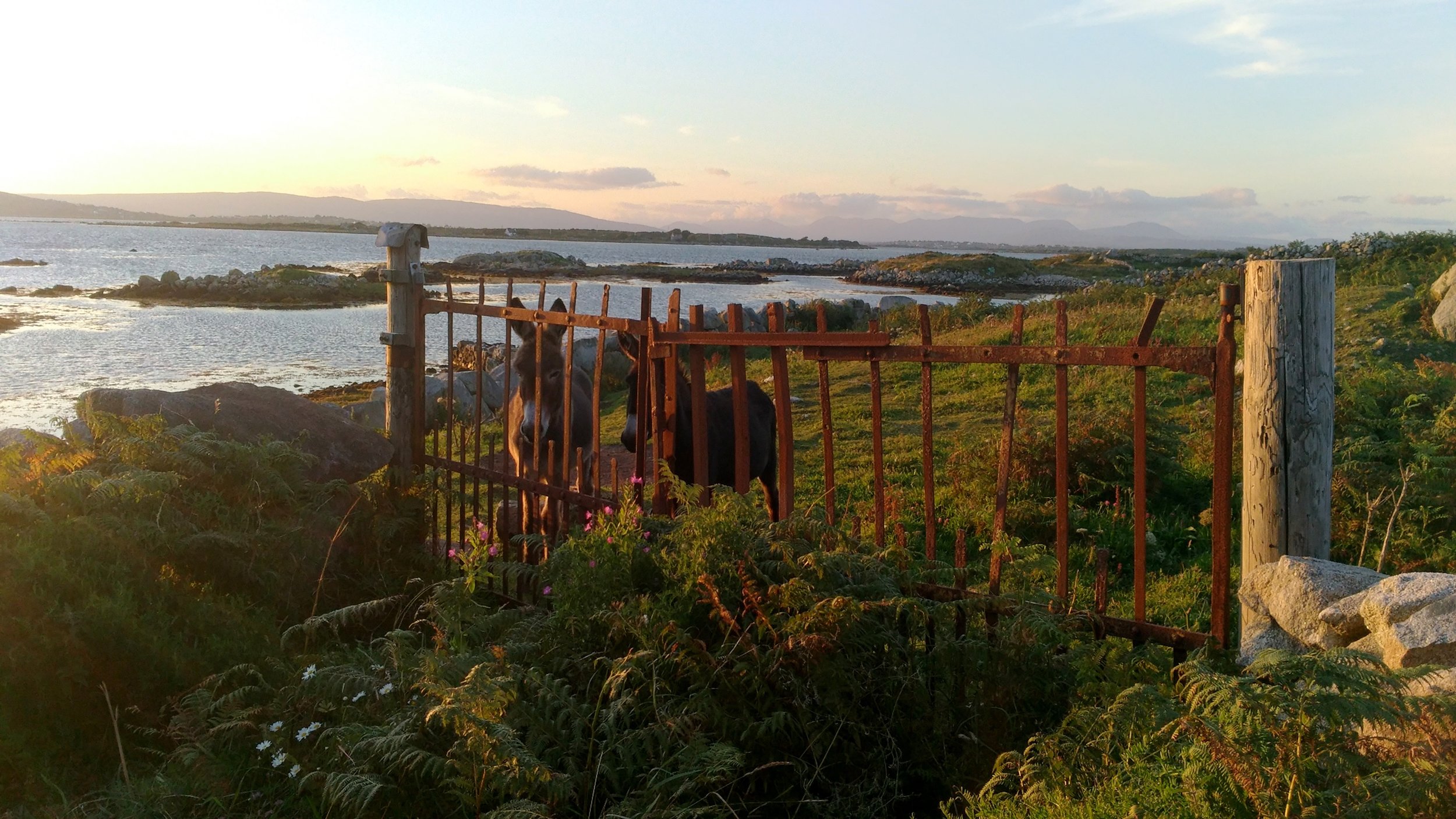 Two Donkeys Under an Irish Sunset