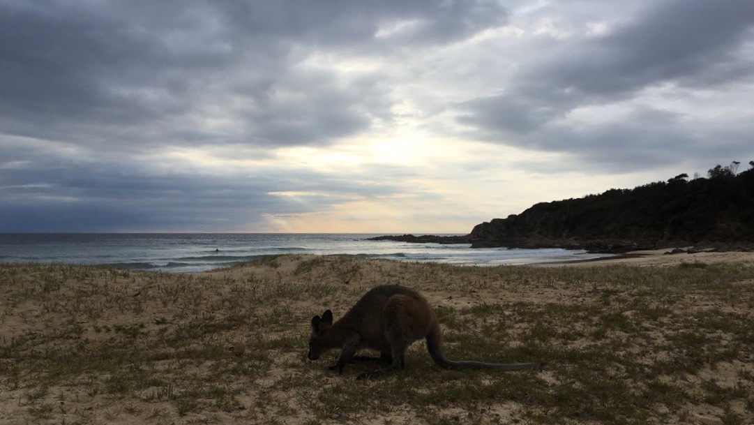 Wallaby Sunrise