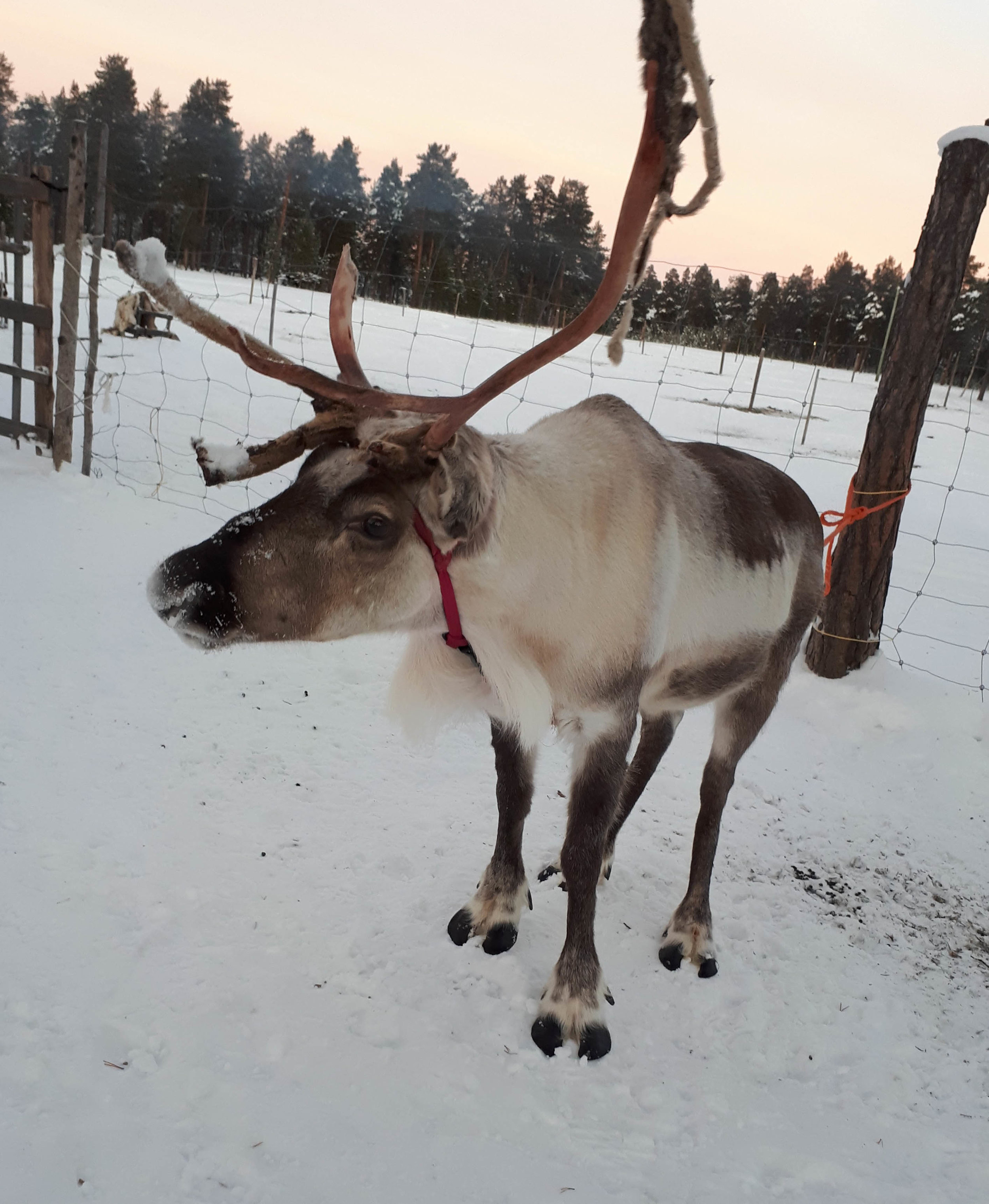 Reindeer Friend