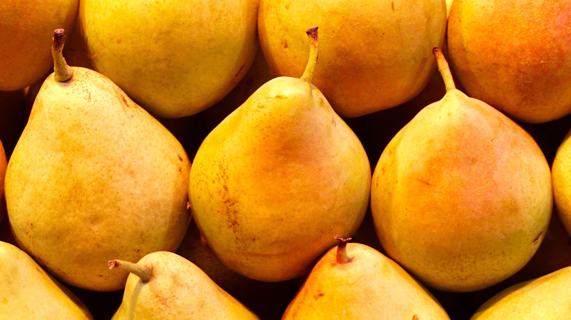 pears.jpg