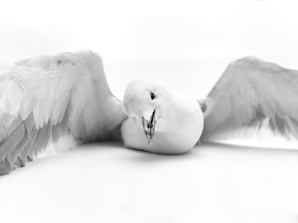Erlend-B-Enger-Roadkills-Birds-b&w-deadbirds- (3).jpg