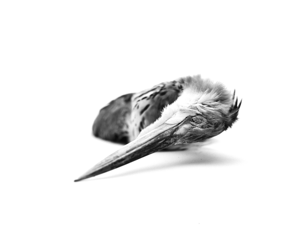 Erlend-B-Enger-Roadkills-Birds-b&w-deadbirds- (4).jpg