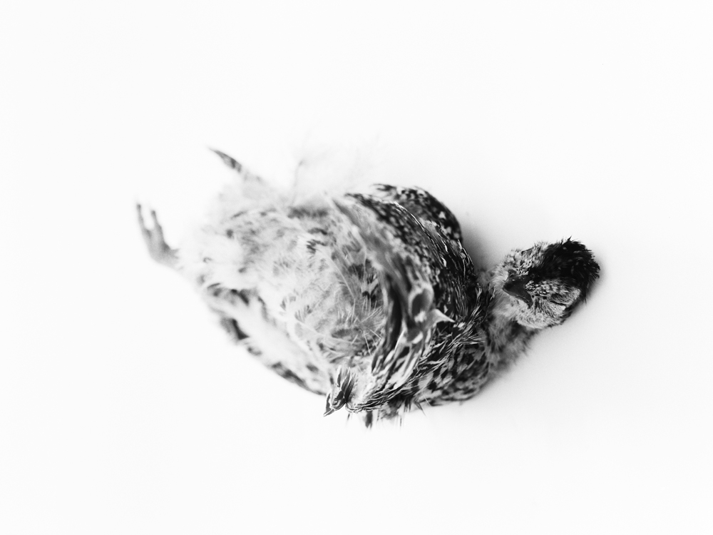 Erlend-B-Enger-Roadkills-Birds-b&w-deadbirds- (7).jpg