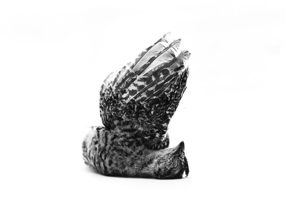 Erlend-B-Enger-Roadkills-Birds-b&w-deadbirds- (8).jpg