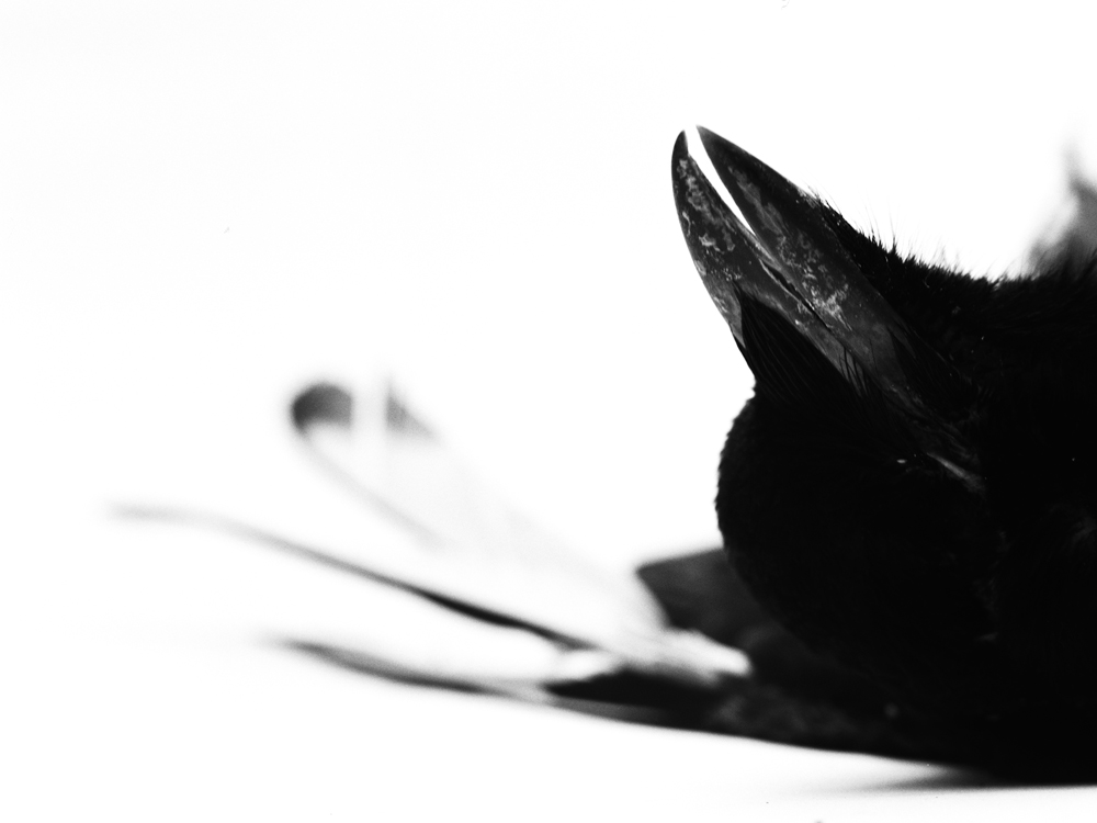 Erlend-B-Enger-Roadkills-Birds-b&w-deadbirds- (11).jpg