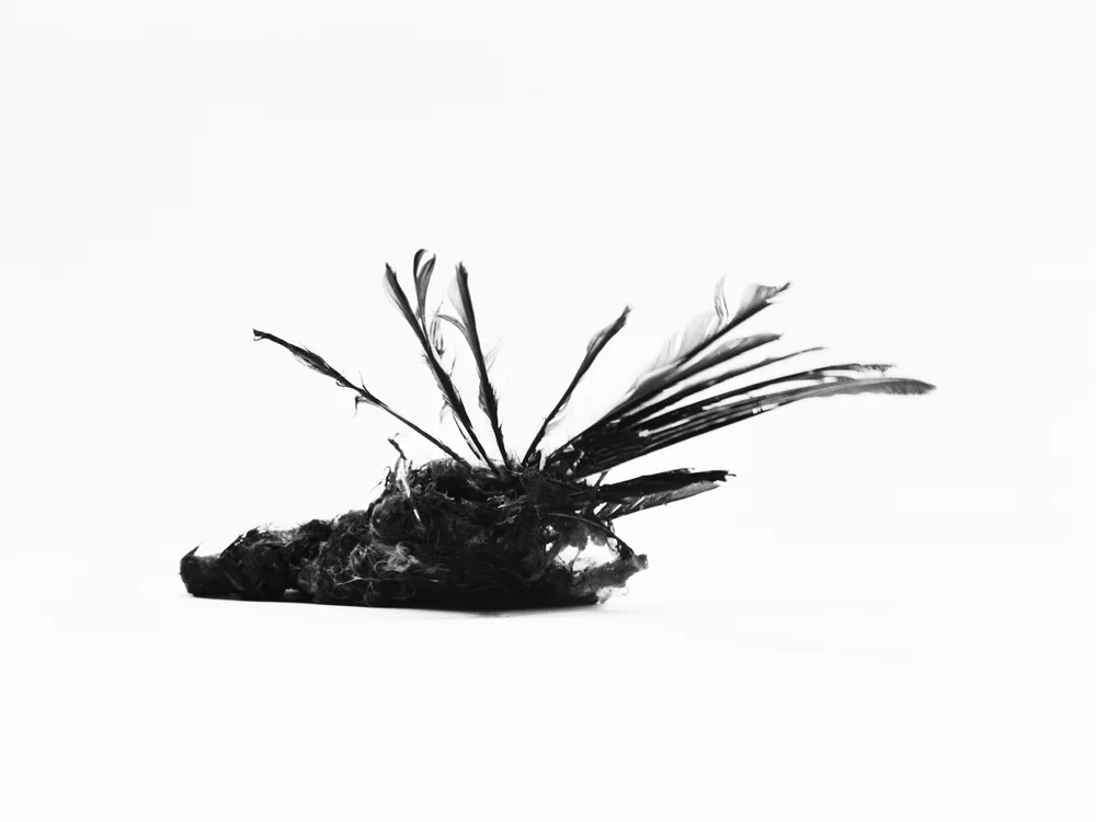 Erlend-B-Enger-Roadkills-Birds-b&w-deadbirds- (20).jpg
