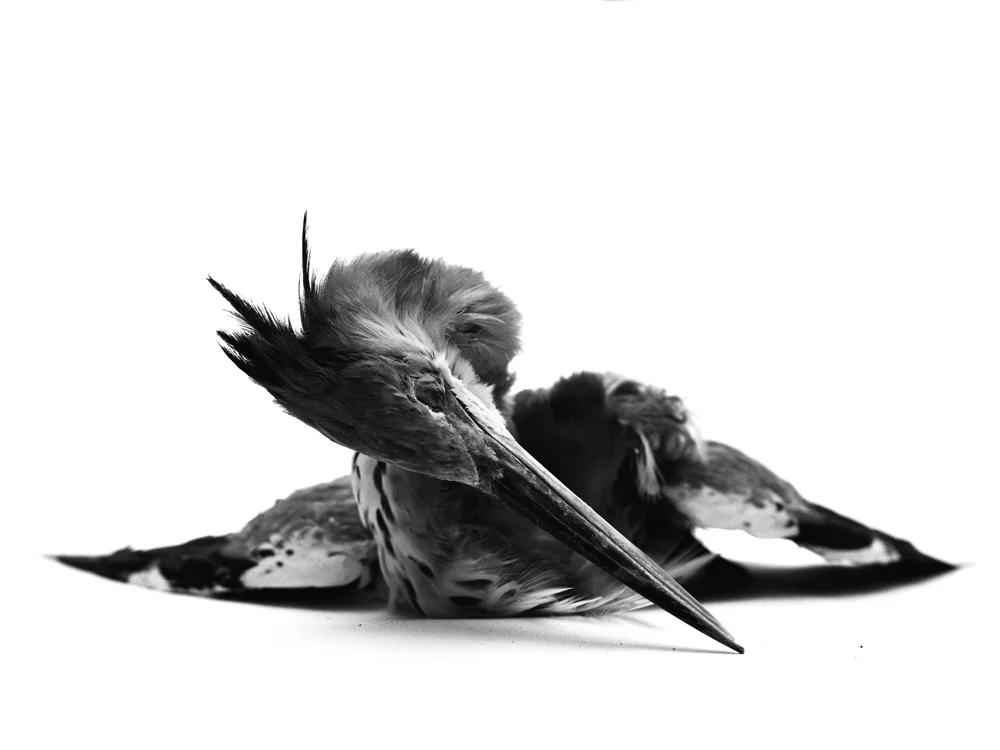 Erlend-B-Enger-Roadkills-Birds-b&w-deadbirds- (21).jpg