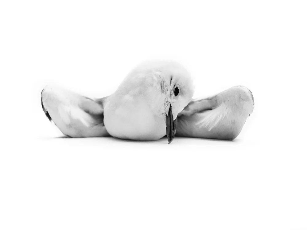 Erlend-B-Enger-Roadkills-Birds-b&w-deadbirds- (22).jpg